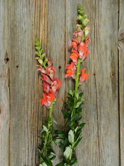 ORANGE SNAPDRAGONS